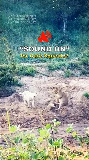 A Rare Miracle: White Lion Cub Welcomes New Baby! 🦁🔊
