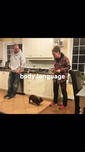 Reading Defensive Dog Body Language: The Signals Most #dogbehaviour