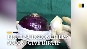 Fruit surgeon helps onion ‘give birth’