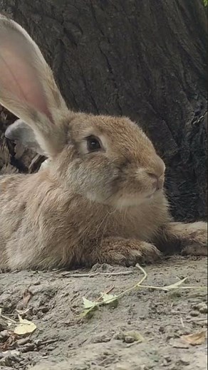 German Flemish Giant Rabbit | Rabbit Farming