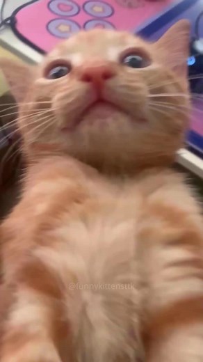 Hilarious Orange Cat Compilation - Funny Cats Video
