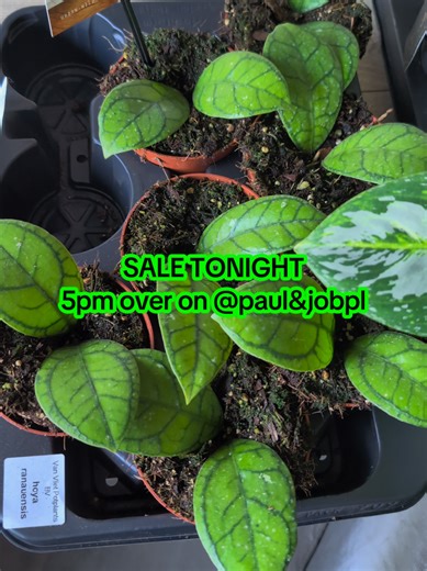 It's that time of the week again, Thursday is here and we are doing a sale for our first TikTok live over on @Paul & Jo BPL 5pm start showing stock and deals 6pm the stock goes live 🌱#plantlover #planttok #houseplants