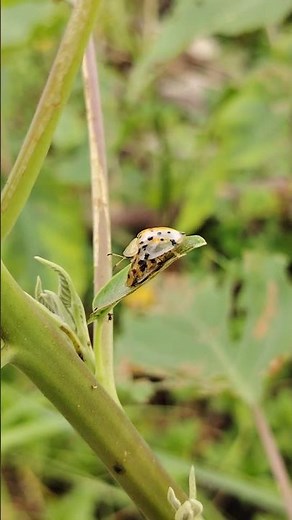 This is how ladybugs reproduce… #nature #macroperfection #yumnavillage #insects #shinybeetle