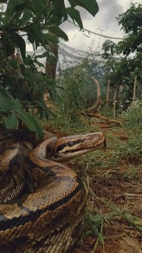 Python Snake Close-up | Nature Wonder#animals #wildlife #trending #nature