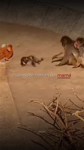 Creative Monkey Punch Montage