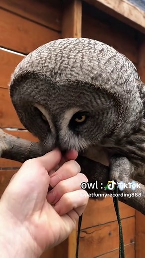 Owls Are Funnier Than You Think: Hilarious Owl Moments