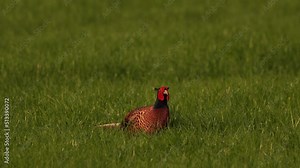 A pheasant rooster answering the call of another pheasant rooster in a pasture