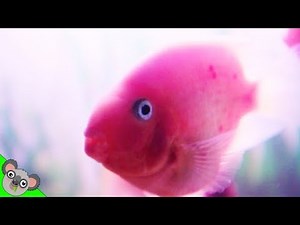 REAL SURPRISE FISH! Learn Colors Fishy's Puzzle + Spell a Color by Koalafied Fun