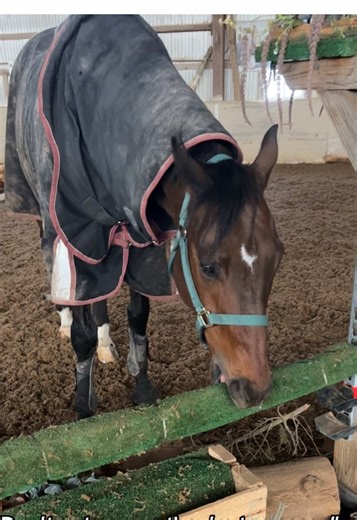 He also enjoys taking the flowers and filling out while I’m not looking and then gallop away with them once I notice
