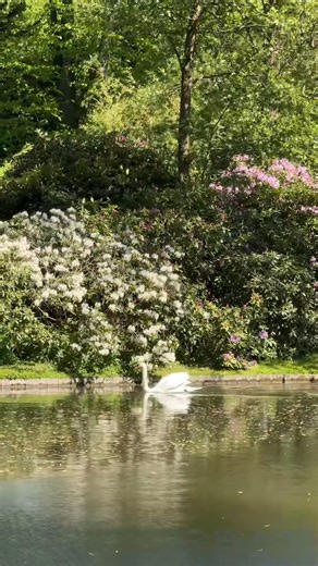 Back in Our Favorite Place 🫢🤍 Copenhagen Vibes Travel adventures, Copenhagen highlights, couple travel moments, viral travel clips, must-watch scenic spots, trending travel content, shareable vacation memories, romantic getaway, travel inspo, favorite destinations #travel #copenhagen #couple #vacation #viralclips #fyp #foryou #mustwatch #travelgram #romanticgetaway | Giorgina Juanita