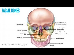 Bones of the Skull, part 2 - the facial bones