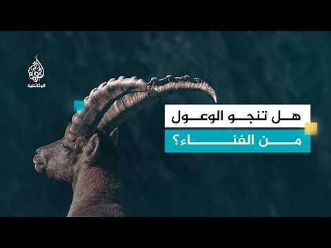 وعول الألب.. صراع البقاء في البرية