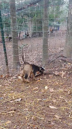 So it's time to reveal that Jen has a favorite baby goat. Okay, maybe we both do, I mean watch this. This little lady is the youngest one and the singleton from Lady Baaah Baaah. Normally I name everyone in puns, but Little Farmpit is a bit Frozen obsessed and this baby kept us freaked out for the first 3 days of her life because she could not regulate her body temperature at all...hence her name is Elsa! Every parent who gets a female animal when their kiddo is 3, pretty much has a pet named El