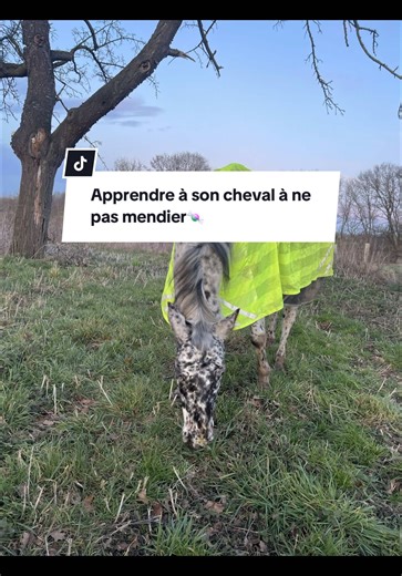 Apprendre à son cheval à ne pas mendier en Clicker training R 🍬 L’objectif n’est pas que le cheval tourne la tête complètement à l’opposé, mais simplement qu’il adopte une position neutre, tête droite, dans l’axe du poitrail. #hispanosha #clickertraining #equestrian #appaloosa #horse