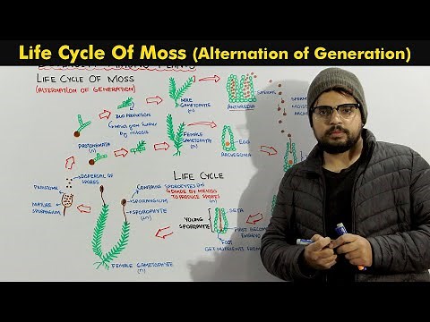 Life Cycle Of Moss (Bryophytes Alternation of Generation)