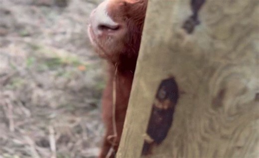 Little Highland Cow Can't Get Enough of Scratching Brush