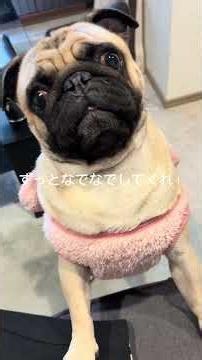 過去のパグの日常Vlog #パグ #日常vlog #犬 #shorts