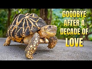 Beloved Pet Tortoises Stay Behind As Owner Moves To Another Country