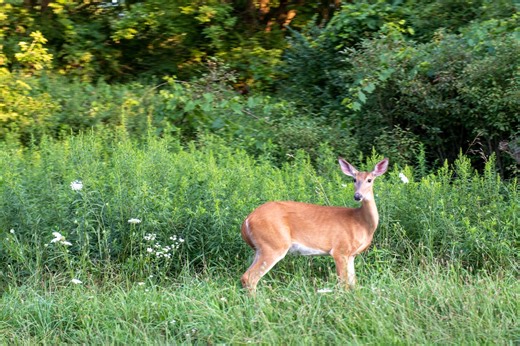 Sick deer reported in Washtenaw County as chronic wasting disease spreads
