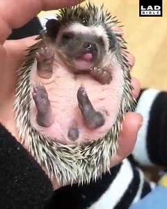 Getting out of bed this morning like... 😩🦔 Louise's African Pygmy Hedgehogs - Ireland | LADbible