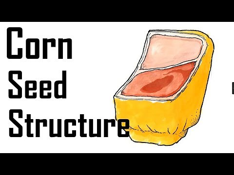 The Structure of Corn Seeds (Monocot)