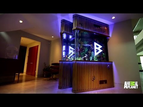 Marshawn Lynch's Beast Mode Fish Tank