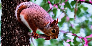Why Do Squirrels Nip Off Branches - What's REALLY Happening?