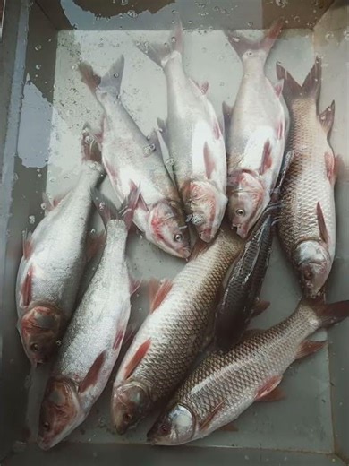Silver Carp & Baby Fish (Pona) Display | Only View Short Footage | Beautiful Fish Video #fin_cuts_tv