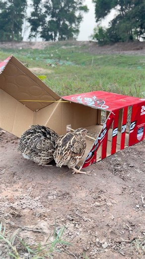 Really good quick bird trap using cardboard box #shorts