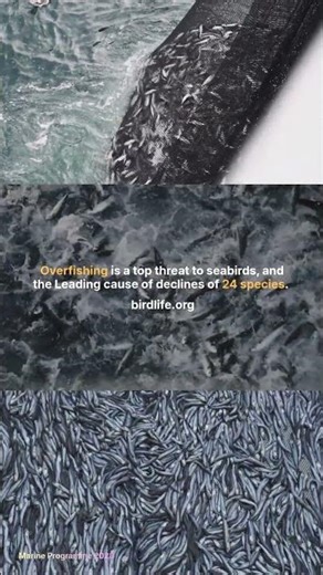 Overfishing Is Driving Seabirds Toward Collapse