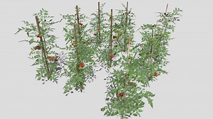 Tomato Plantation - Buy Royalty Free 3D model by Buncic