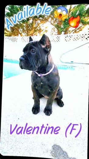 Website In Description 🔥 #available #corso #puppy #virginia #dog #canecorso #lavitadelsol #corsopups