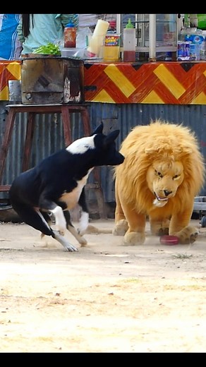 246K views · 6.7K reactions | Fake Tiger Vs Sleep DOg #FakeTiger #FunnyDog #prankdog #shorts | Top Generations | Facebook