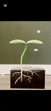 🌱 AR Science Magic! Plant Cell, Germination & Pollination in 3D with Merge Cube
