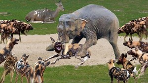 476K views · 3.5K reactions | Wild dogs and Hyena compete for the Antelope on the riverbank Wild dogs vs Hyena.mp4 | Wild life Animals | Facebook