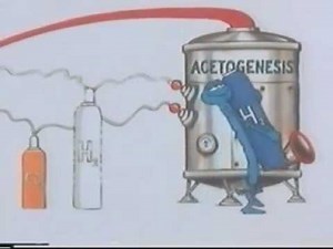 Digestión Anaerobia: Video animado (Español)