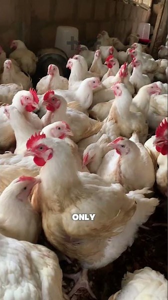 This Chicken Can Fly Better Than You Think