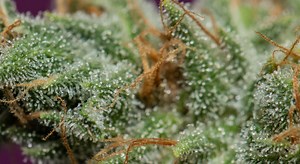 Terpenes and Buds, How to Conserve and Prevent Their Loss
