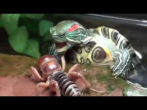 CRIQUET INDONÉSIEN VS TORTUE ALLIGATOR (combat d'insectes)