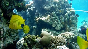 Coral reef. The marine life of tropical fish. Video under water.
