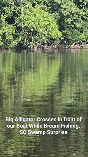 Big Alligator Crosses Our Boat While Bream Fishing | SC Swamp Creek Surprise