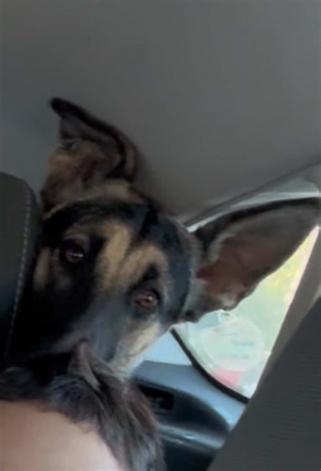 Esto pasa cuando vamos a la gasolinera con Sam 😳🥹#perroprotector #paratiiiiiiiiiiiiiiiiiiiiiiiiiiiiiii #pastoraleman #perros