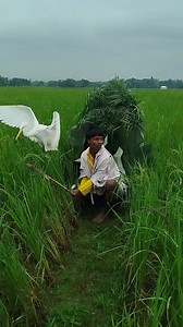 10K views · 23 reactions | Hunting big game birds #birds #hunting #Amizing #foryouシ | Faruk Islam | Facebook