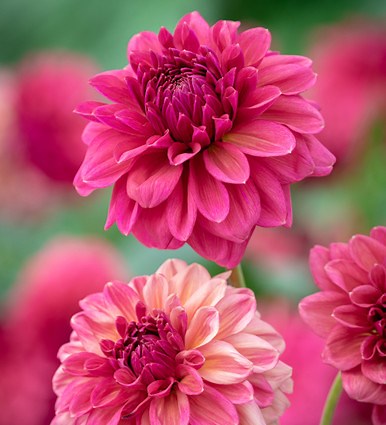 Dahlia 'Perch Hill'