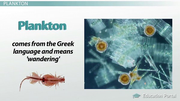 Marine Organisms | Definition, Characteristics & Examples