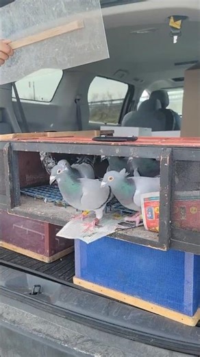 Hen's 5 KM training | #RacingPigeon | #Homer | #Kabutar