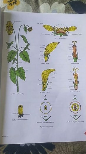 Observations and diagrams of Asteraceae Family