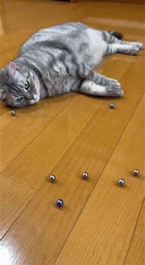Watch This Cat Masterfully Navigate The Marble Maze #catvideos #marblerun #reverseclip