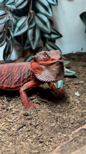 Whatever 🙄 | Dragon Smart