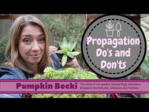 Propagating Do's and Don'ts for Succulents and Sempervivum